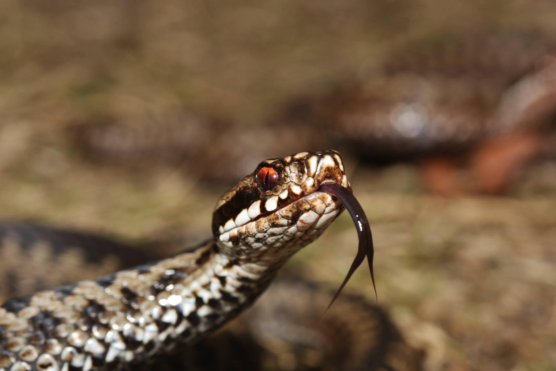 Snake Oil